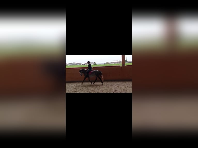 Poney de selle allemand Jument 4 Ans 140 cm Gris in Schwaigern