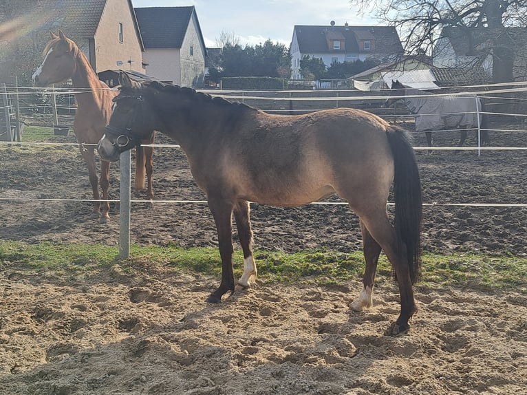 Poney de selle allemand Jument 4 Ans 140 cm Isabelle in Bockenem