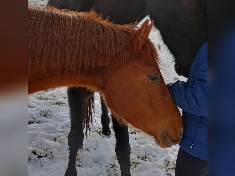 Poney de selle allemand Jument 4 Ans 142 cm Alezan in Extertal