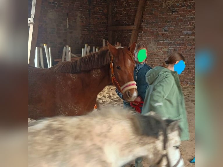 Poney de selle allemand Jument 4 Ans 142 cm Alezan in Extertal