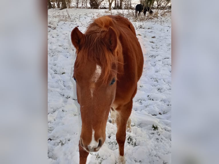 Poney de selle allemand Jument 4 Ans 142 cm Alezan in Extertal