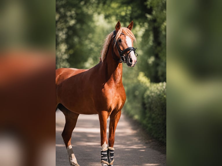 Poney de selle allemand Jument 4 Ans 142 cm Alezan in Hattingen