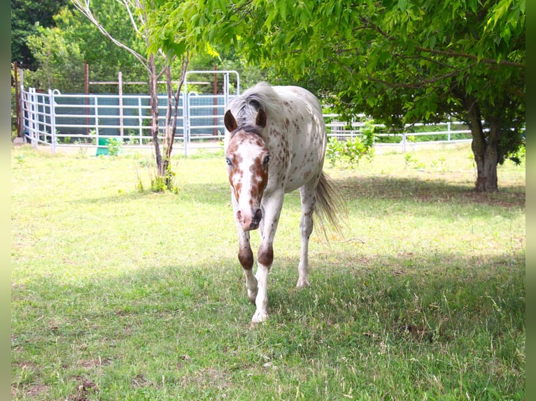 Poney de selle allemand Croisé Jument 4 Ans 142 cm Léopard in Himberg