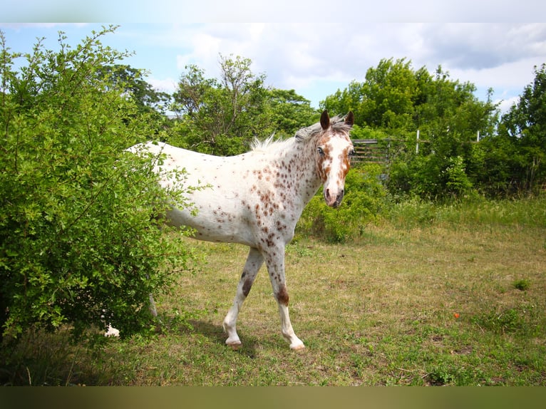 Poney de selle allemand Croisé Jument 4 Ans 142 cm Léopard in Himberg