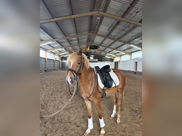 Poney de selle allemand Jument 4 Ans 143 cm Alezan in Emstek
