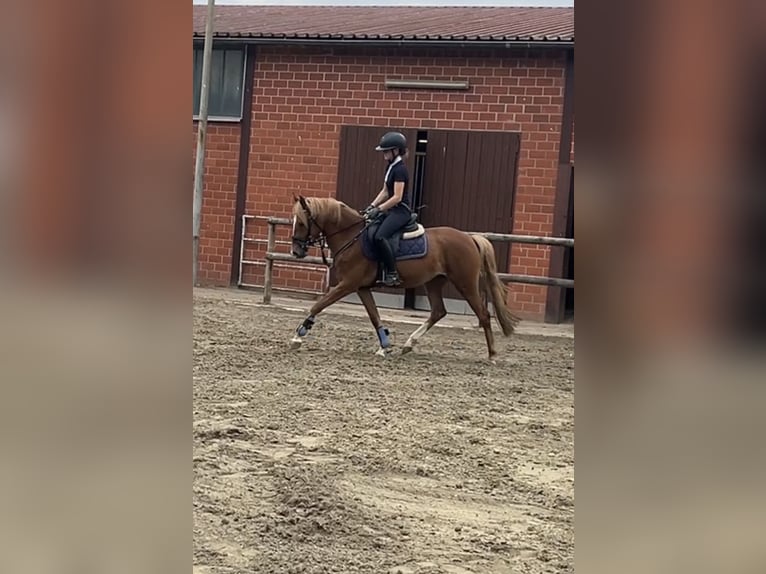 Poney de selle allemand Jument 4 Ans 143 cm Alezan in Emstek