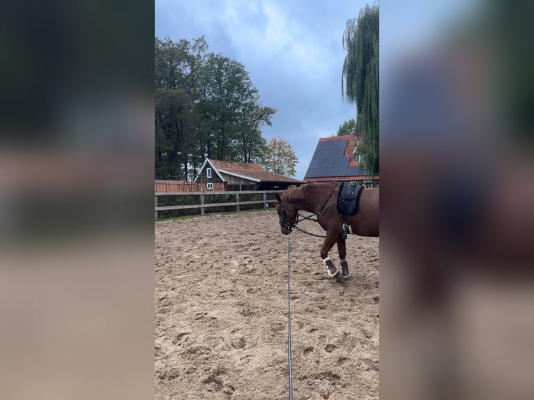 Poney de selle allemand Jument 4 Ans 143 cm Alezan in Bersenbrück