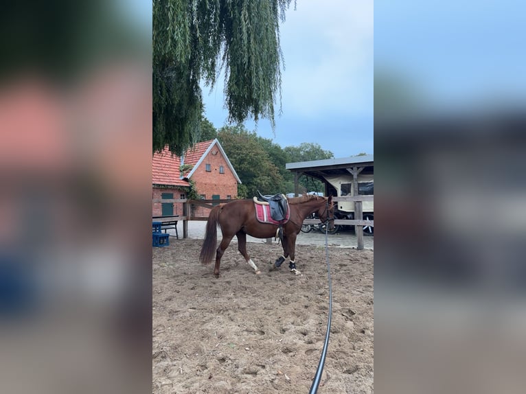Poney de selle allemand Jument 4 Ans 143 cm Alezan in Bersenbrück