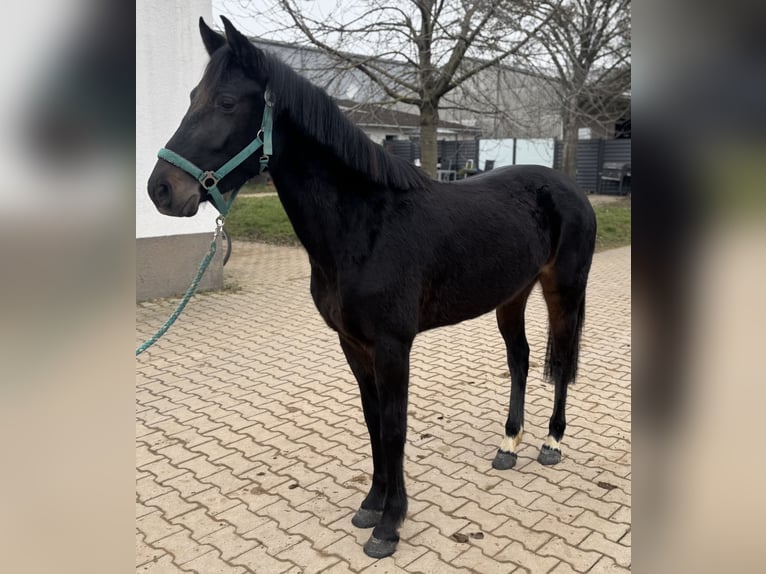 Poney de selle allemand Jument 4 Ans 143 cm Bai brun in Bad Kreuznach