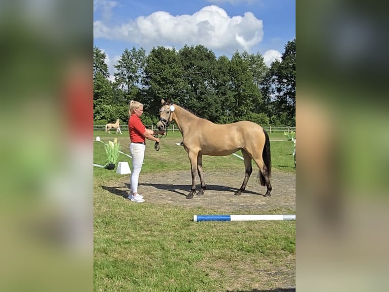 Poney de selle allemand Jument 4 Ans 143 cm Buckskin in Saterland