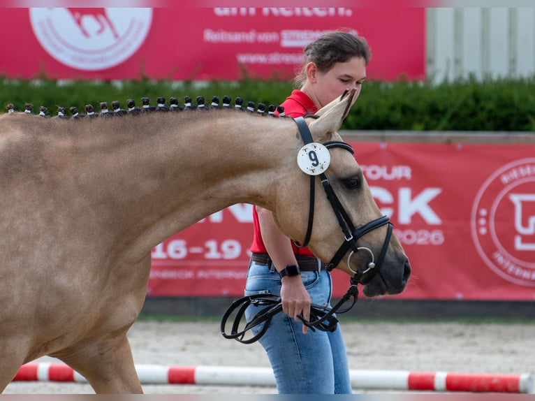 Poney de selle allemand Jument 4 Ans 143 cm Buckskin in Raesfeld