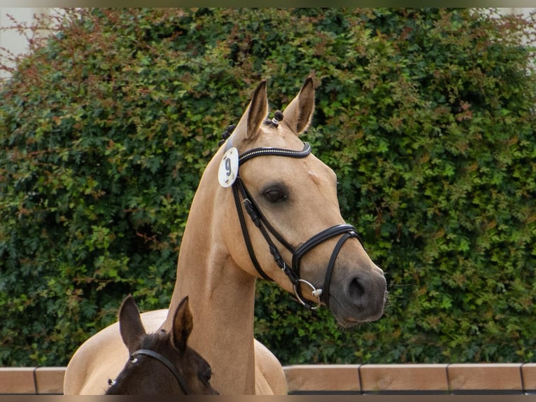 Poney de selle allemand Jument 4 Ans 143 cm Buckskin in Raesfeld