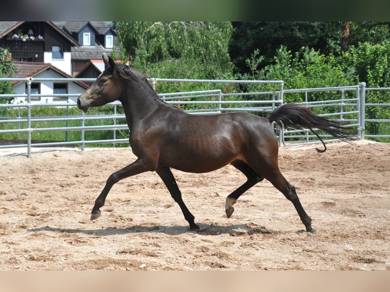 Poney de selle allemand Jument 4 Ans 144 cm Buckskin in Eckersdorf