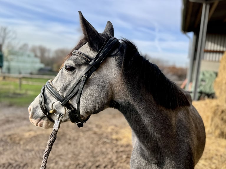 Poney de selle allemand Jument 4 Ans 144 cm Gris in Grevenbroich