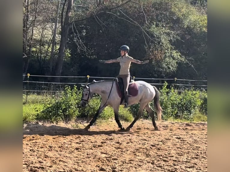 Poney de selle allemand Jument 4 Ans 144 cm Gris noir in Harsdorf
