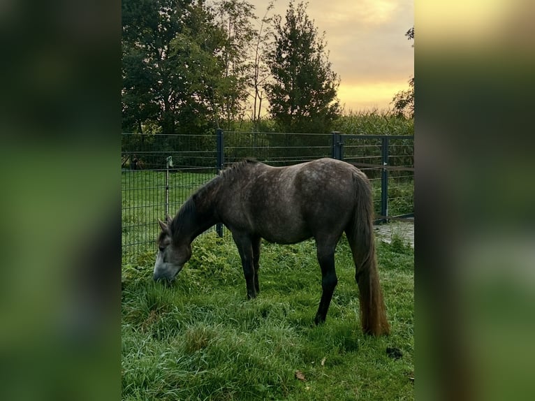 Poney de selle allemand Croisé Jument 4 Ans 144 cm Gris pommelé in Osterwald