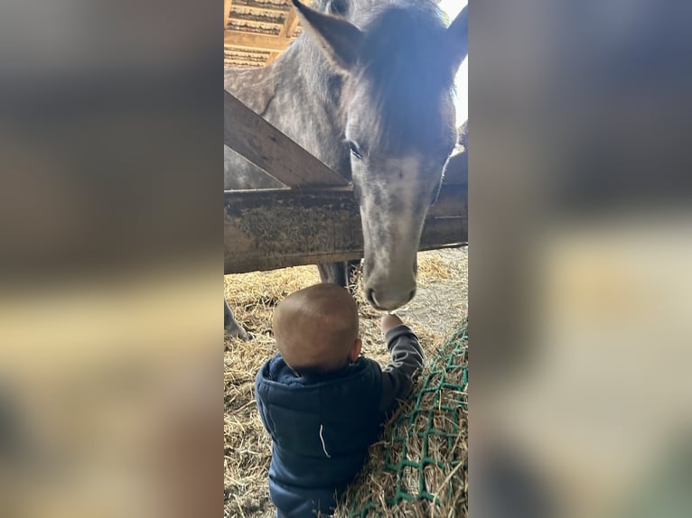 Poney de selle allemand Croisé Jument 4 Ans 144 cm Gris pommelé in Osterwald
