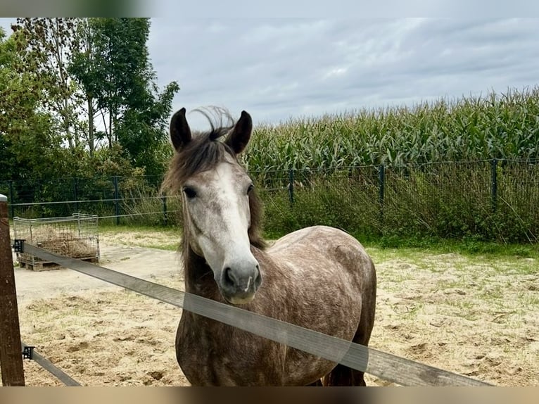Poney de selle allemand Croisé Jument 4 Ans 144 cm Gris pommelé in Osterwald