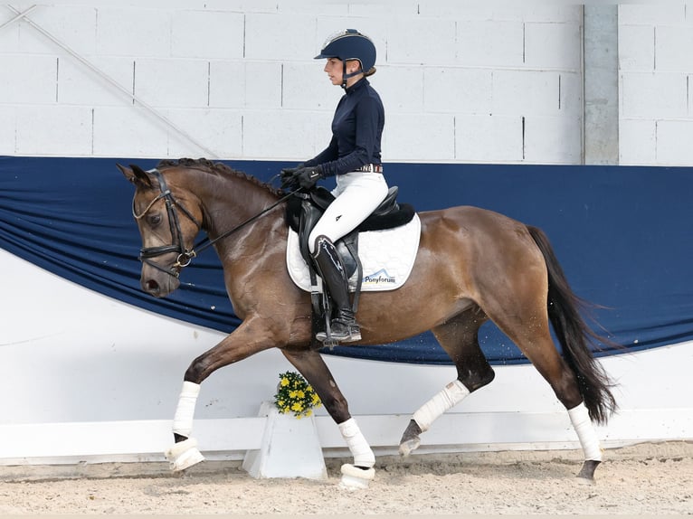 Poney de selle allemand Jument 4 Ans 144 cm Isabelle in Marsberg