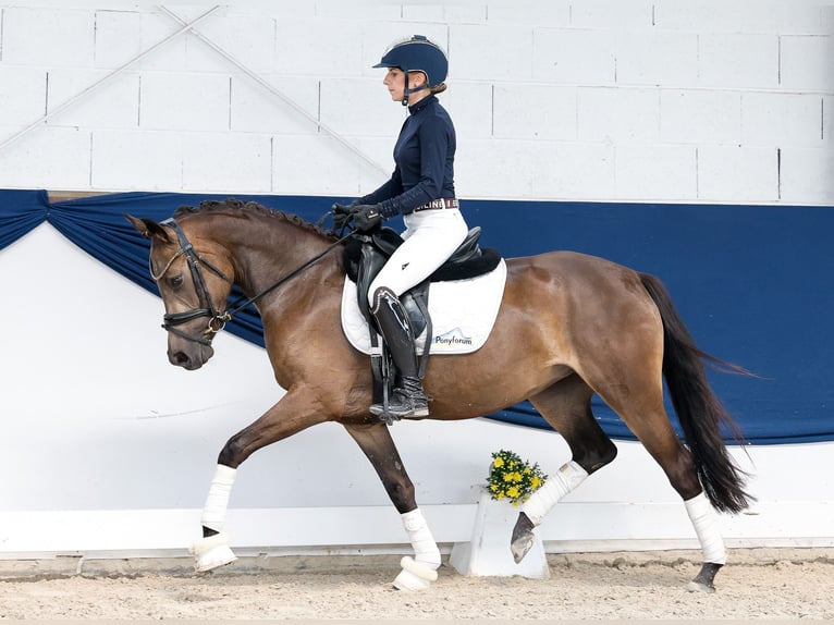 Poney de selle allemand Jument 4 Ans 144 cm Isabelle in Marsberg