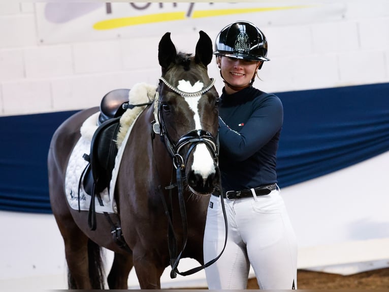 Poney de selle allemand Jument 4 Ans 144 cm Noir in Marsberg