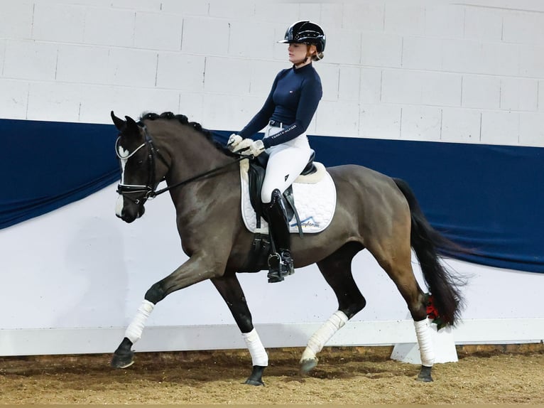 Poney de selle allemand Jument 4 Ans 144 cm Noir in Marsberg