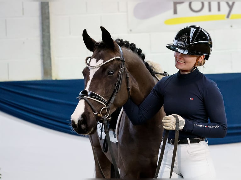 Poney de selle allemand Jument 4 Ans 144 cm Noir in Marsberg