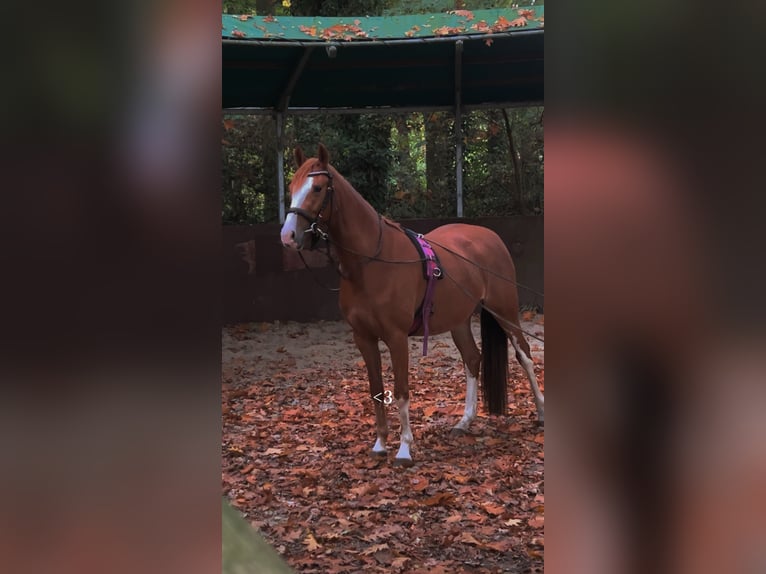 Poney de selle allemand Jument 4 Ans 145 cm Alezan in Harsewinkel