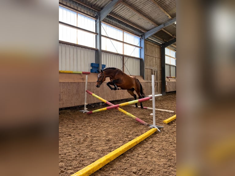 Poney de selle allemand Jument 4 Ans 145 cm Bai brun in Ascheberg