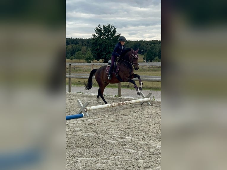 Poney de selle allemand Jument 4 Ans 145 cm Bai brun in Bramsche