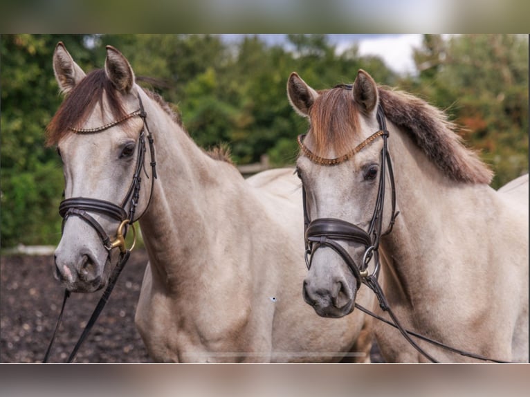 Poney de selle allemand Jument 4 Ans 145 cm Buckskin in Teltow