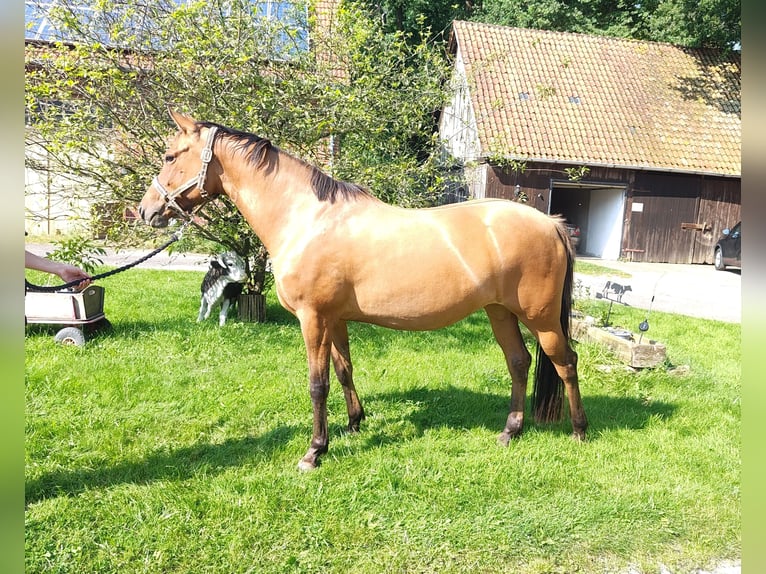 Poney de selle allemand Jument 4 Ans 145 cm Isabelle in Ritterhude