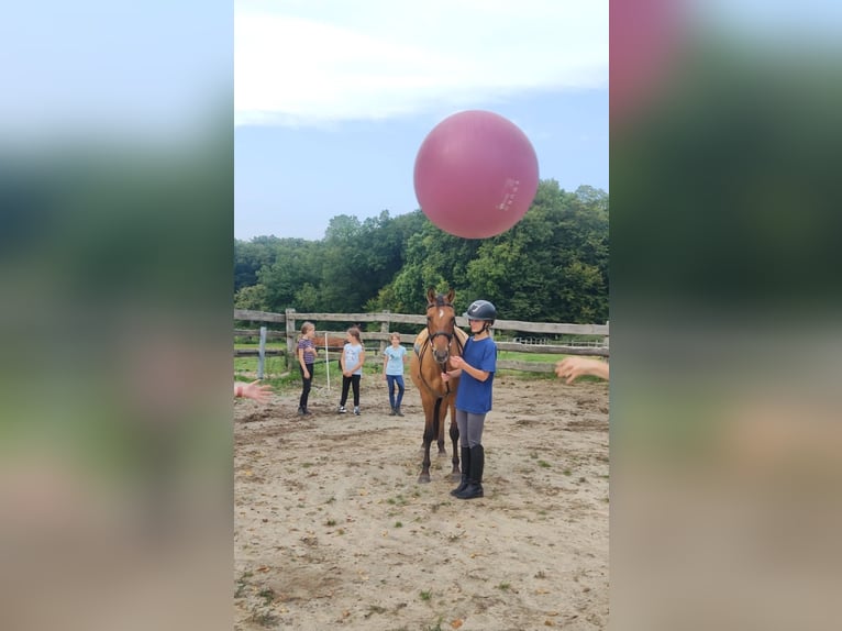 Poney de selle allemand Jument 4 Ans 145 cm Isabelle in Ritterhude