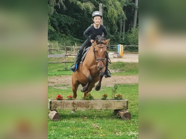 Poney de selle allemand Jument 4 Ans 145 cm Isabelle in Ritterhude