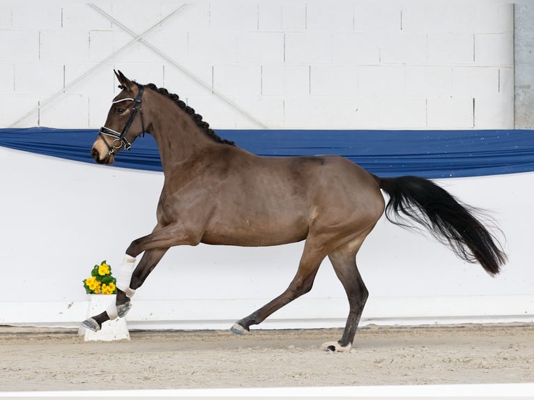 Poney de selle allemand Jument 4 Ans 145 cm Isabelle in Marsberg