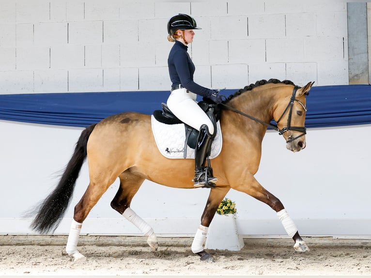 Poney de selle allemand Jument 4 Ans 145 cm Isabelle in Marsberg