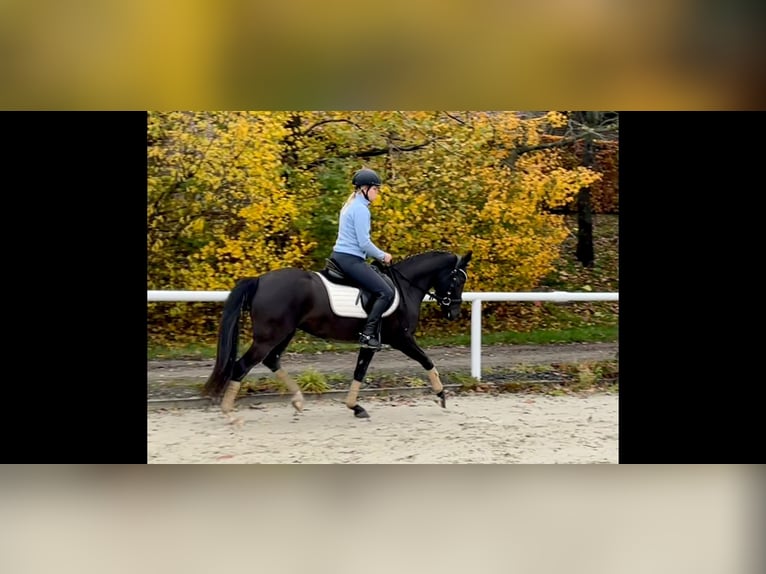 Poney de selle allemand Jument 4 Ans 145 cm Noir in Haren