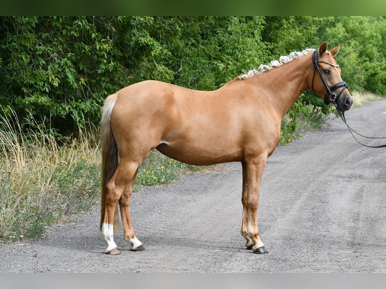 Poney de selle allemand Jument 4 Ans 145 cm Palomino in Kamern