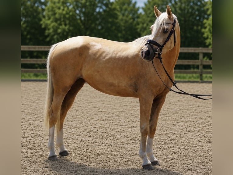 Poney de selle allemand Jument 4 Ans 145 cm Palomino in Treuenbrietzen