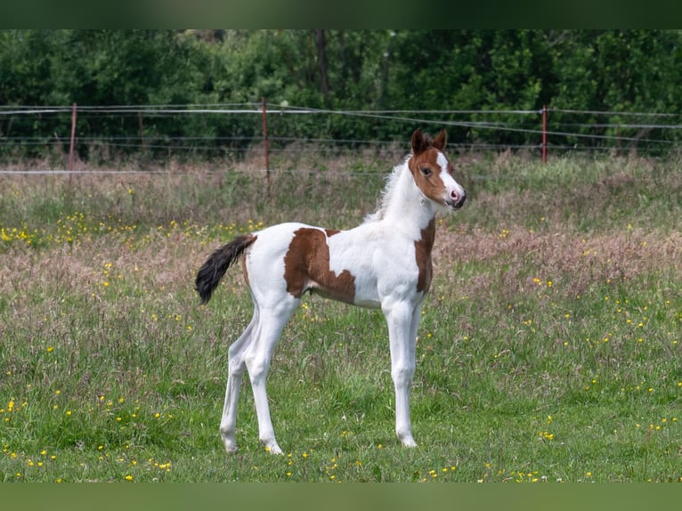 Poney de selle allemand Jument 4 Ans 145 cm Pinto in Altmärkische Höhe