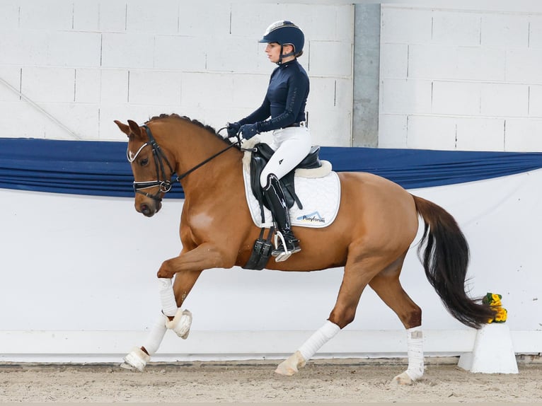 Poney de selle allemand Jument 4 Ans 146 cm Alezan brûlé in Marsberg