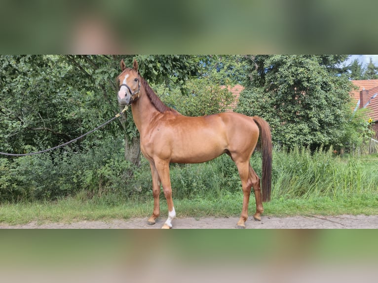 Poney de selle allemand Jument 4 Ans 146 cm Alezan in Worpswede