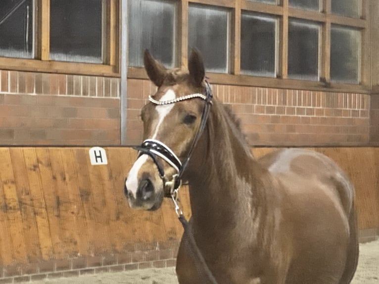 Poney de selle allemand Jument 4 Ans 146 cm Alezan in Cappeln (Oldenburg)