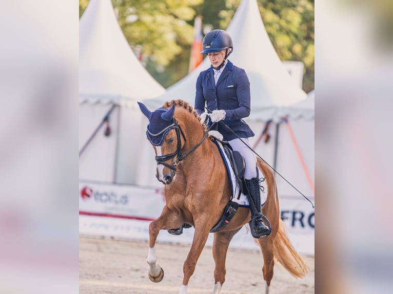 Poney de selle allemand Jument 4 Ans 146 cm Alezan in Steinfeld (Oldenburg)