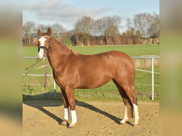 Poney de selle allemand Jument 4 Ans 146 cm Alezan in Geilenkirchen