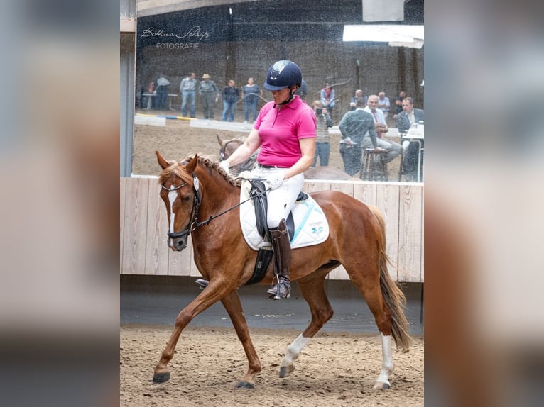 Poney de selle allemand Croisé Jument 4 Ans 146 cm Alezan in Wiesbaden