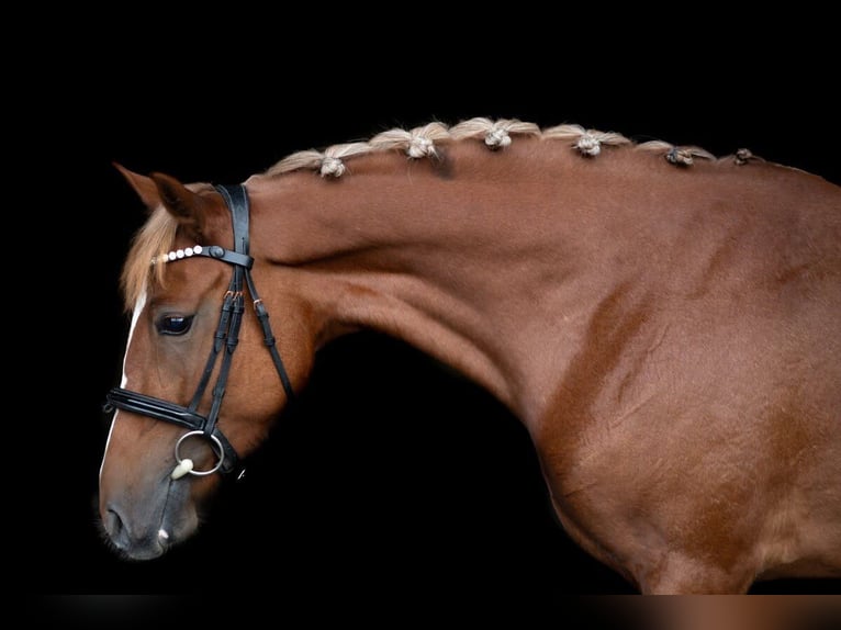 Poney de selle allemand Croisé Jument 4 Ans 146 cm Alezan in Wiesbaden