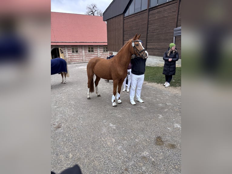 Poney de selle allemand Jument 4 Ans 146 cm Alezan in Niederstotzingen