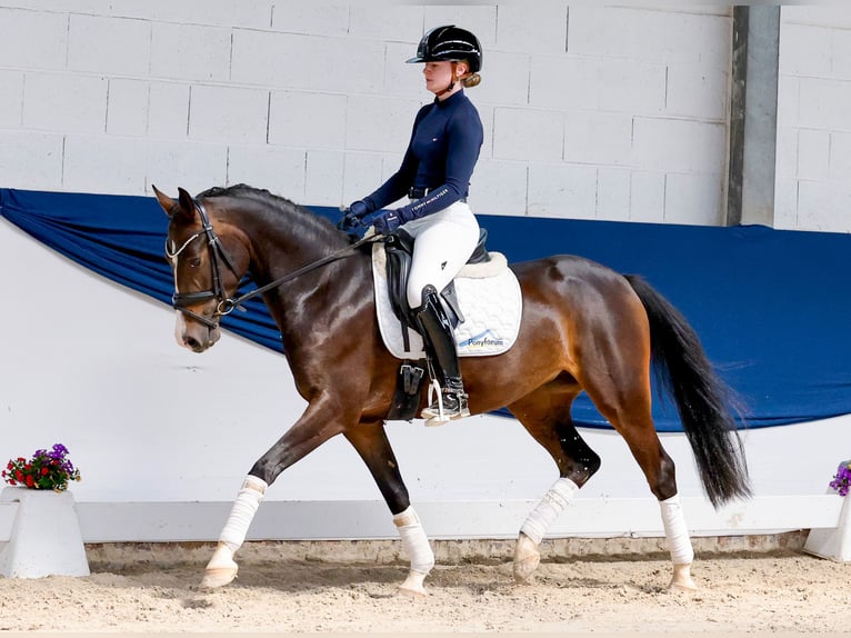 Poney de selle allemand Jument 4 Ans 146 cm Bai brun foncé in Marsberg