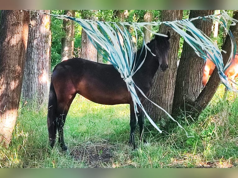 Poney de selle allemand Jument 4 Ans 146 cm Bai brun foncé in Selm